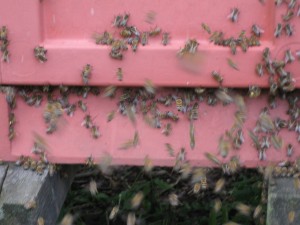 Trængsel. Hver enkelt bi er ivrig efter at komme ind og aflevere sit lille bidrag til den store husholdning.