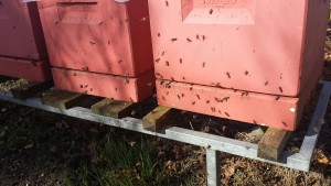 10. marts 2017: Bierne flyver ud. For nogle af dem er det første gang, og så orienterer de sig foran stadet, inden de flyver ud for at lette sig - forhåbentlig ikke over dit vasketøj. Har bien været ude før, leder den efter pollen lige i nærheden. Det skal bruges som proteinfoder til at opfodre næste generation. Derfor er planter som pil, hassel, erantis, vintergæk og krokus vigtige for at få bifamilien skubbet i gang med at yngle.