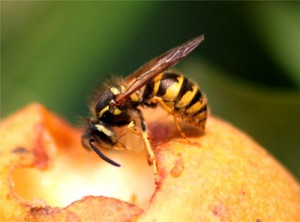 Dette er en hveps. De fås i forskellige størrelser, men er altid distinkt gule og sorte på en glat krop.