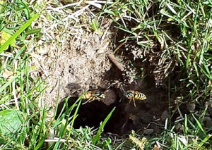 Et hul i græsplænen og trafik af hvepse. Hvepsene uddyber en eksisterende gang fra for eksempel muldvarper eller mosegrise.