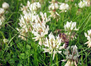 Hver eneste af de små, hvide blomster skal besøges. Billedet er fra vores egen græsplæne i Borum.