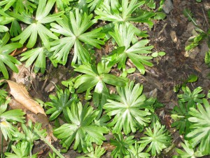 Såede erantis-planter i flere stadier af udviklingen. De allermindste kimplanter med bare to blade (t.h.) er førsteårs-udgaven. Men bare vent. Om nogle år har du en stor, blomstrende flade, der vedligeholder sig selv.