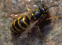 hvepsedronning