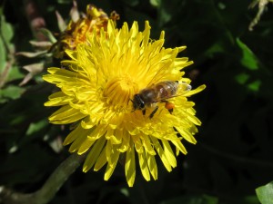 Bien har allerede fået anbragt nogle pæne klumper pollen på bagbenene.